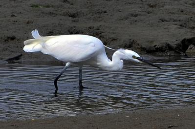 Aigrette garzette - Côtes d'Armor