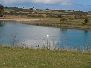 Le cygne de l'étang de Poulafret