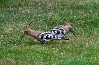 Huppes fasciées