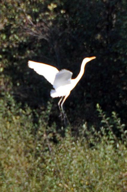 Grande aigrette