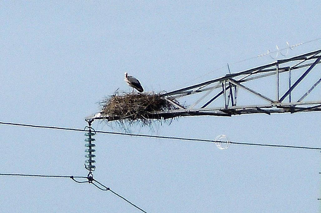 Cigognes en allant à l'île d'Oléron