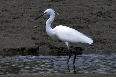 Aigrette garzette - Côtes d'Armor