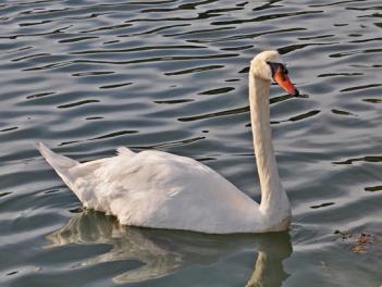 Le cygne de l'étang de Poulafret