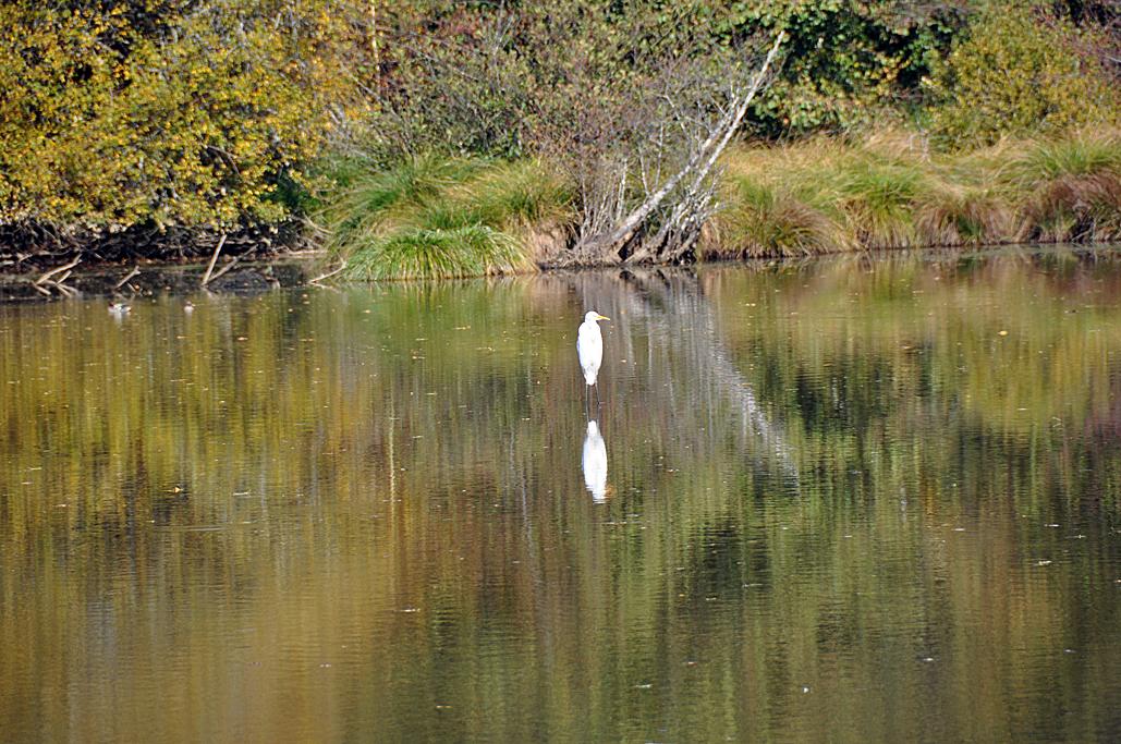 Grande aigrette