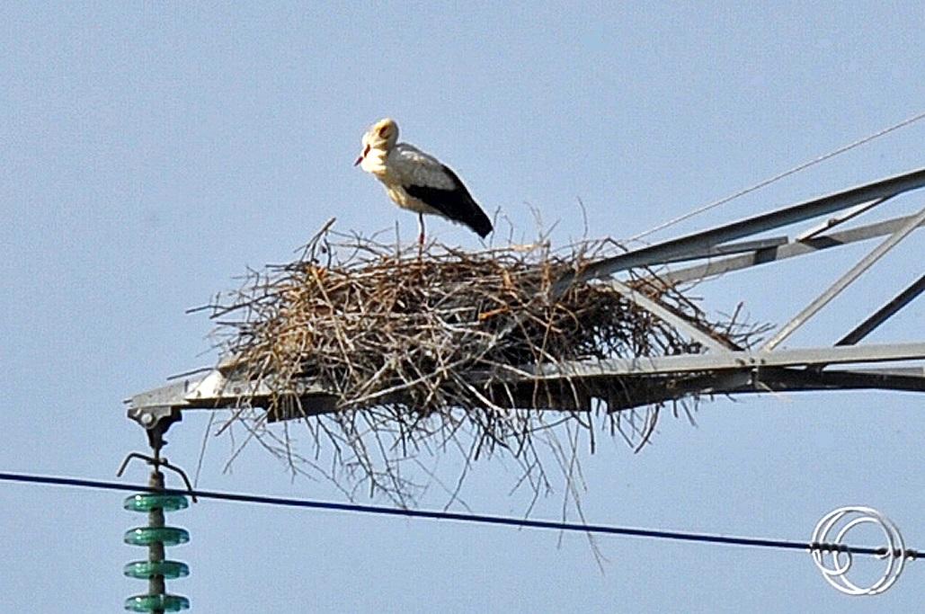 Cigognes en allant à l'île d'Oléron