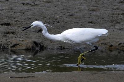 Aigrette garzette - Côtes d'Armor