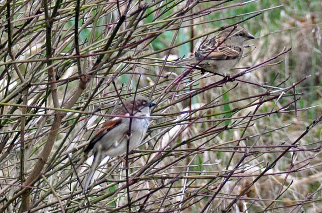 Couple de moineaux