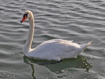 Le cygne de l'étang de Poulafret