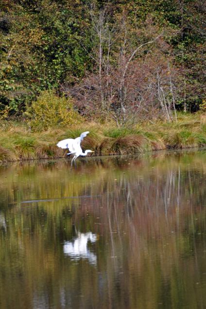 Grande aigrette