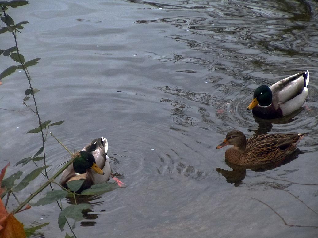 Canards colverts sur le Clain à Poitiers