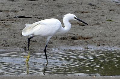 Aigrette garzette - Côtes d'Armor