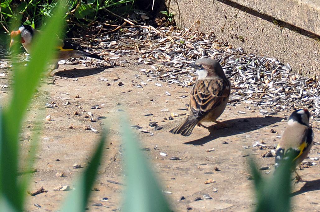 Moineau