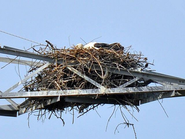 Cigognes en allant à l'île d'Oléron