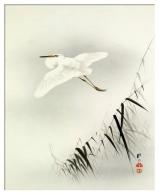 Grande aigrette - Japon