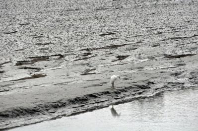 Aigrette garzette - Côtes d'Armor