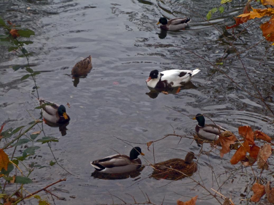 Canards colverts sur le Clain à Poitiers