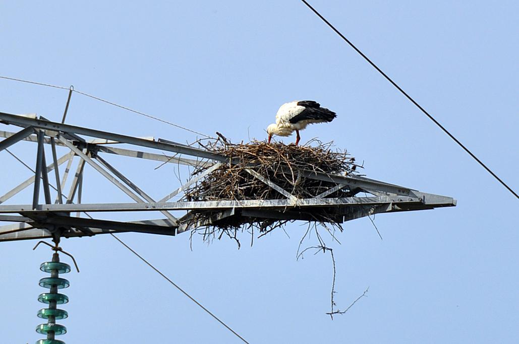 Cigognes en allant à l'île d'Oléron