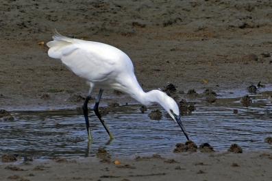 Aigrette garzette - Côtes d'Armor