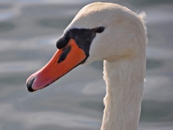 Le cygne de l'étang de Poulafret