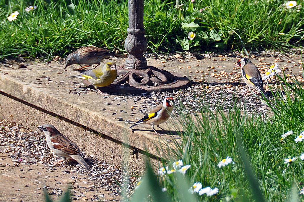 Moineau