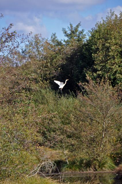 Grande aigrette