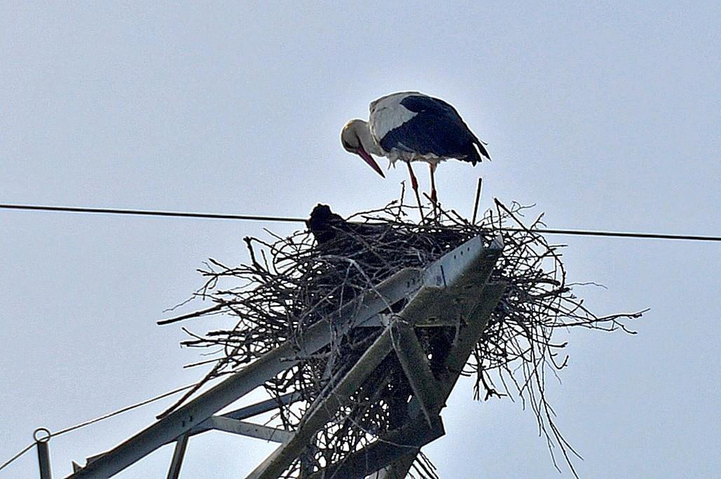 Cigognes en allant à l'île d'Oléron