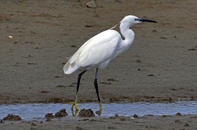 Aigrette garzette - Côtes d'Armor