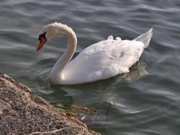 Le cygne de l'étang de Poulafret