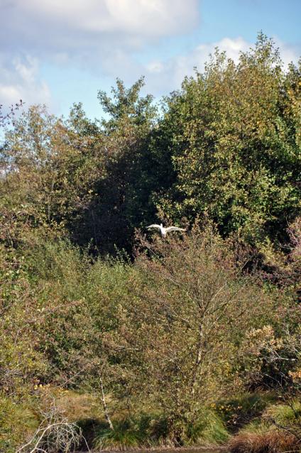 Grande aigrette