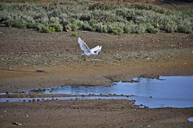 Aigrette garzette