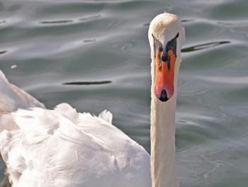 Le cygne de l'étang de Poulafret