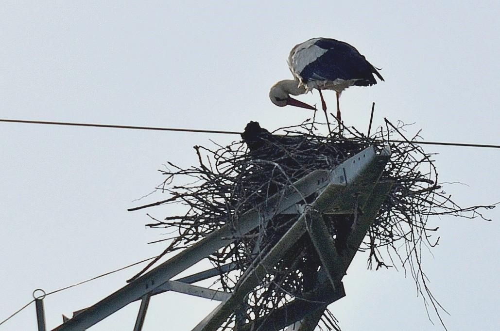 Cigognes en allant à l'île d'Oléron