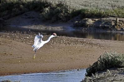 Aigrette garzette