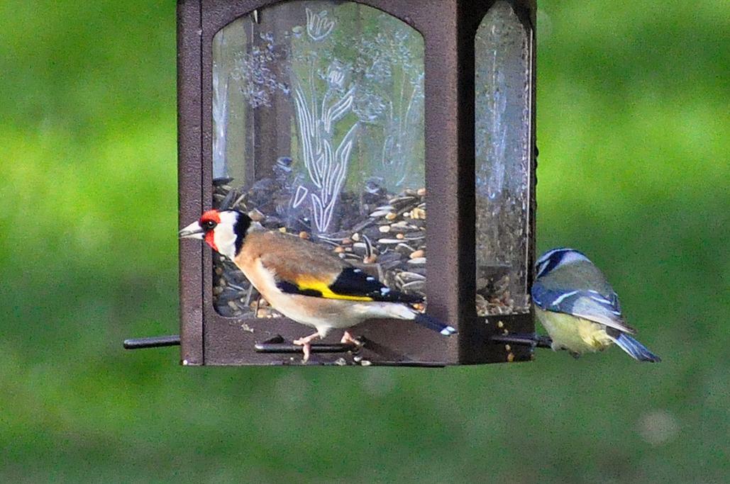 Chardonneret et mésange bleue