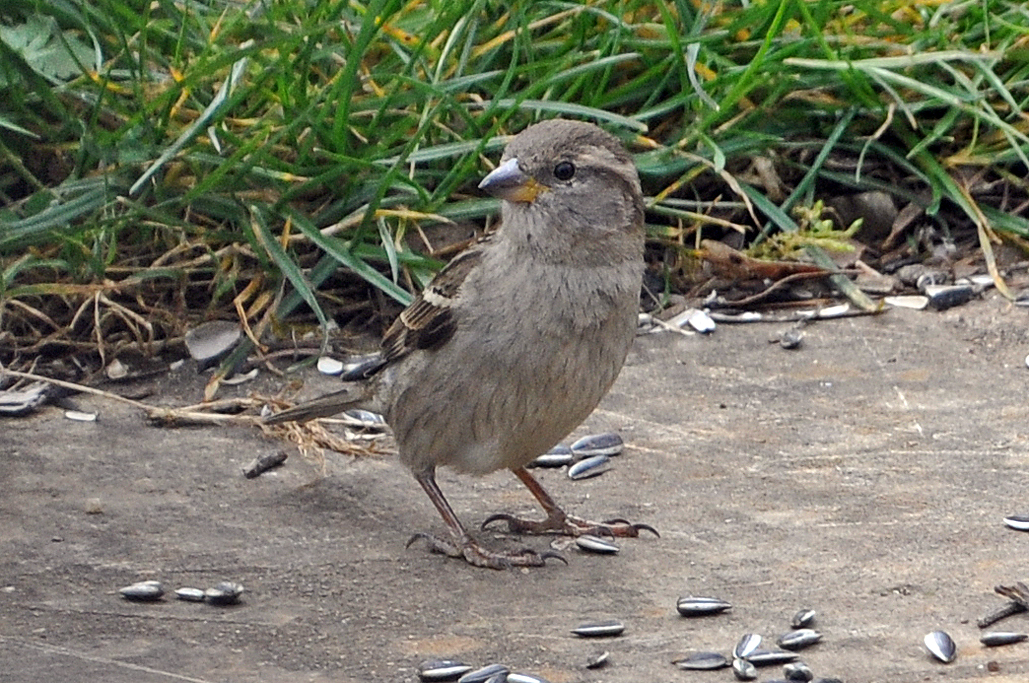 Moineau soulcie juvénile