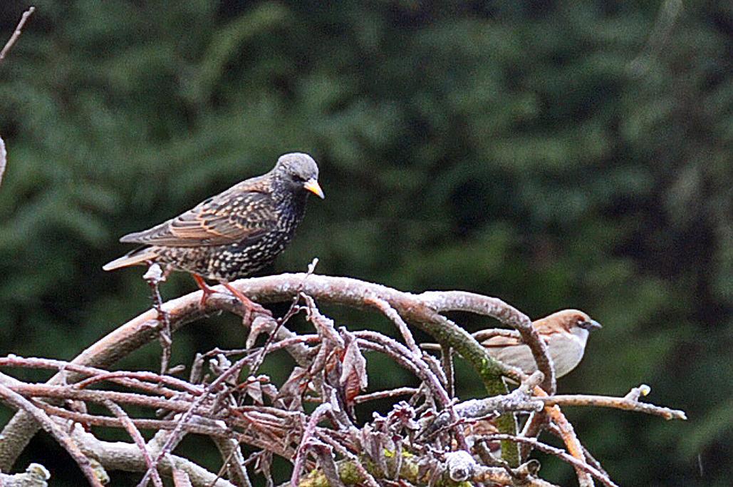 Moineau à côté d'un étourneau