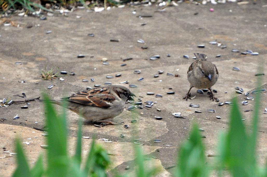 Couple de moineaux