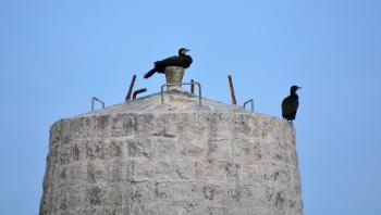 Cormorans sur le Trieux (Côtes d'Armor)