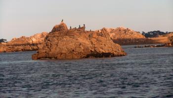 Cormorans sur le Trieux (Côtes d'Armor)