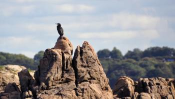 Cormorans sur le Trieux (Côtes d'Armor)