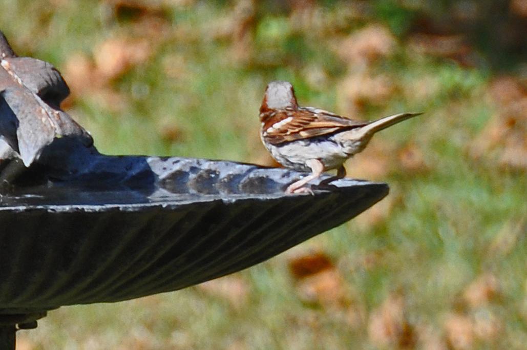 Moineau avec coupe au carré !