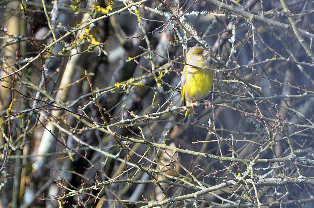 Verdier plus jaune