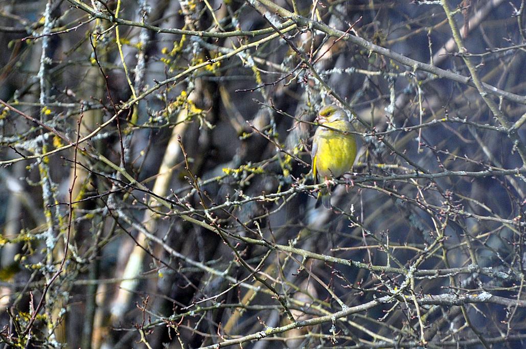 Verdier plus jaune