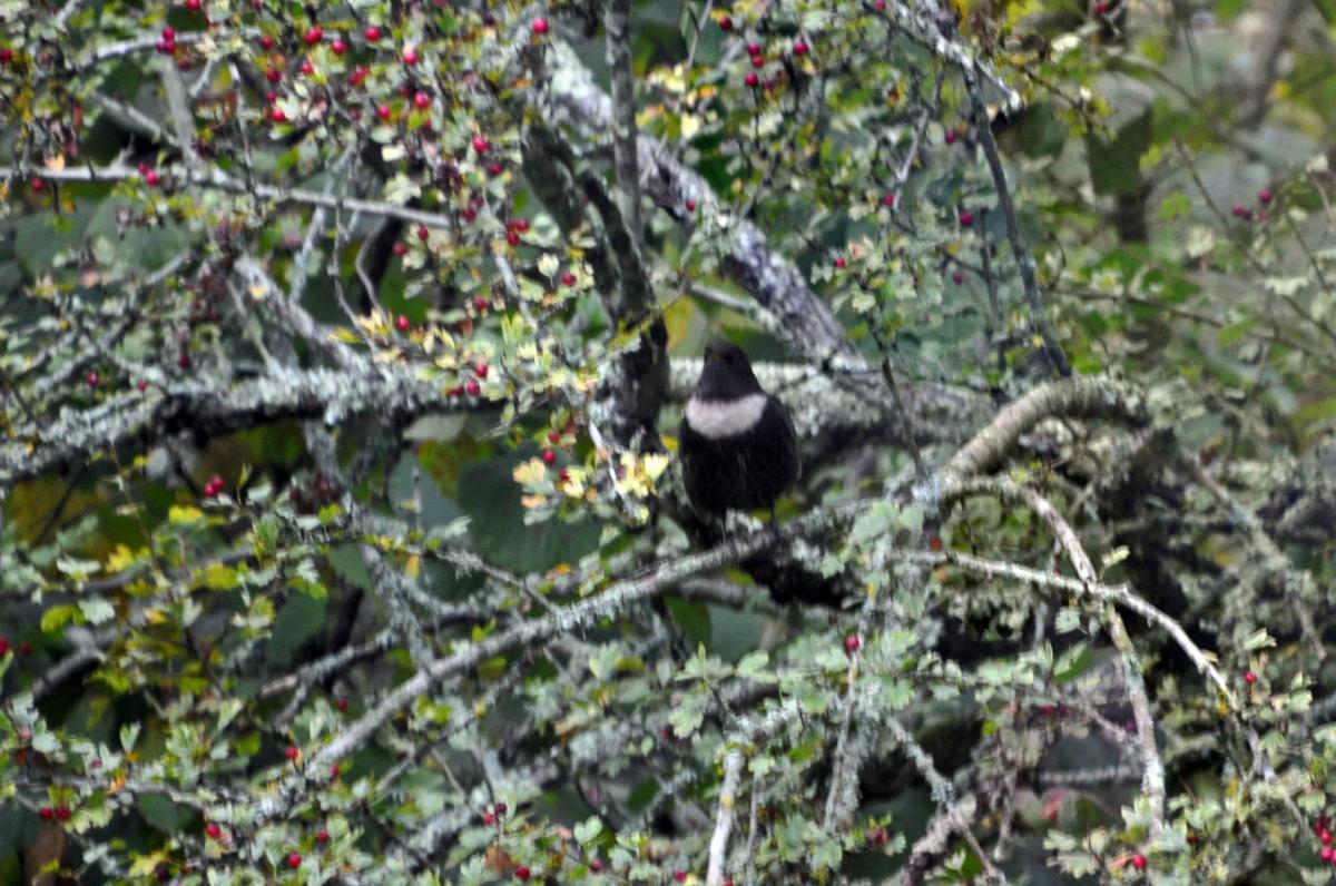 Un autre merle à plastron, plus noir, aperçu 2 jours après le 1er