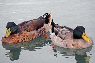 Canards colverts