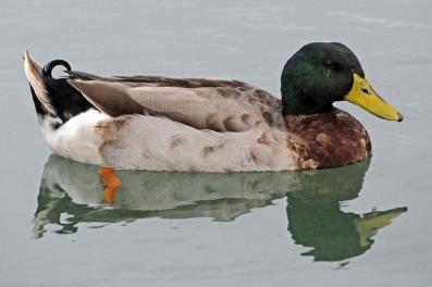 Canard colvert