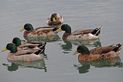 Canards colverts