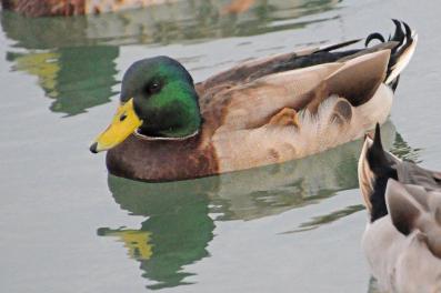 Canard colvert