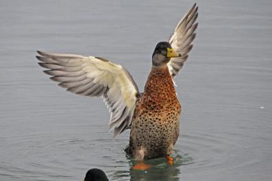 Canard colvert