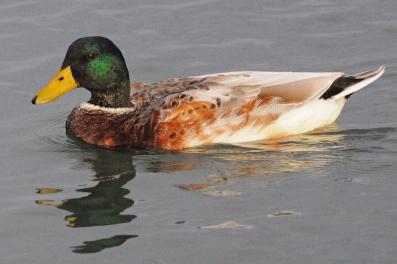 Canard colvert